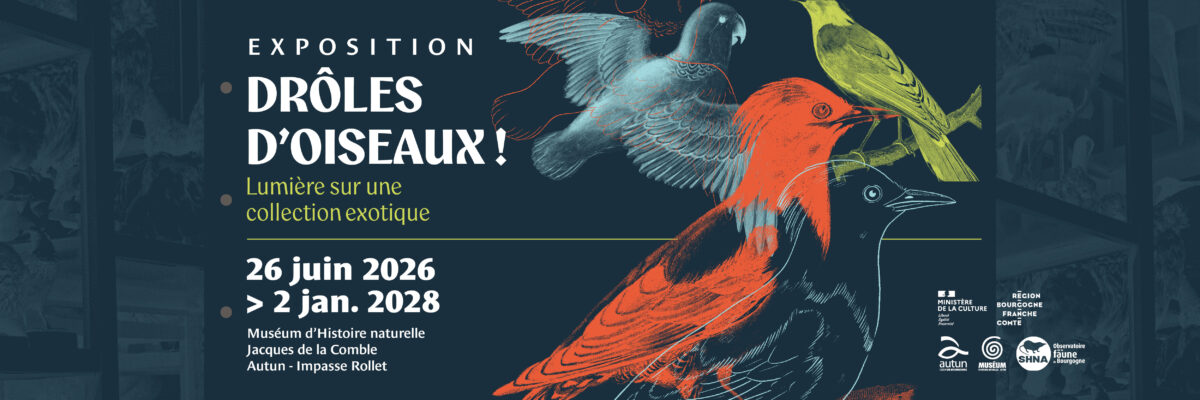 Expo drôles d'oiseaux Muséum d'histoire naturelle d'Autun